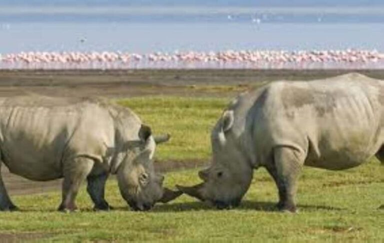 Day tour Lake Nakuru Park & optional boat ride on L.Naivasha - The Experience Provider: Bush Pumba Safaris