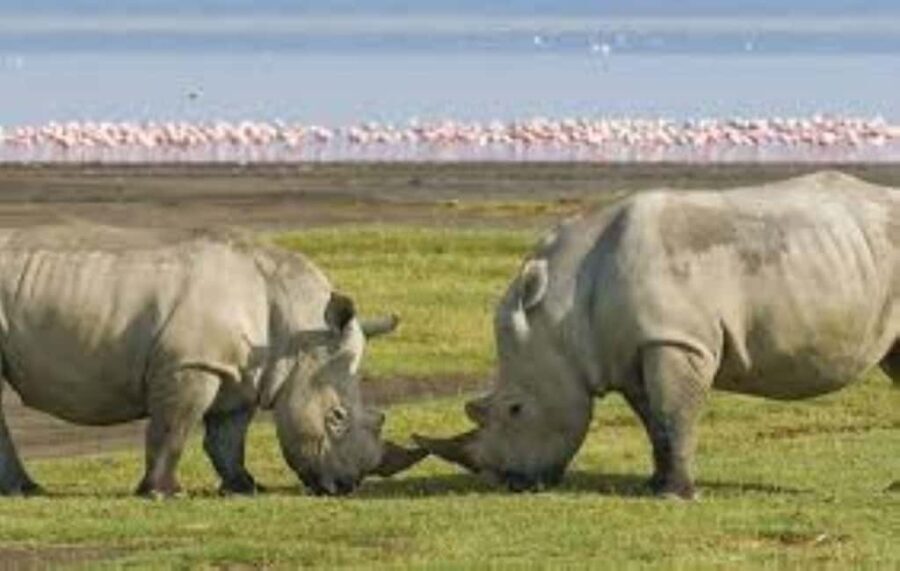 Day tour Lake Nakuru Park & optional boat ride on L.Naivasha - The Experience Provider: Bush Pumba Safaris
