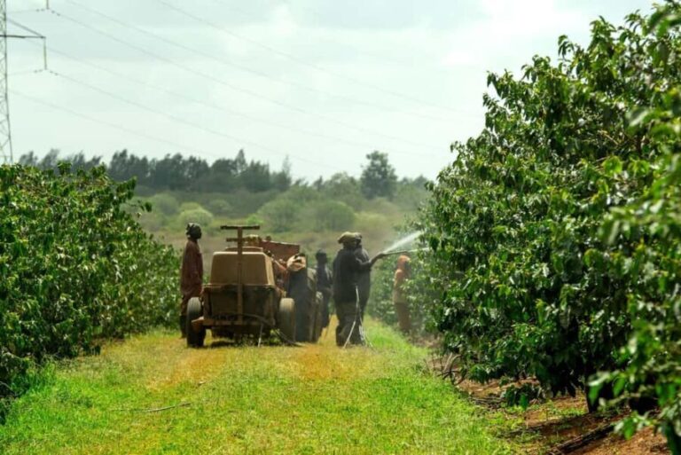 Day Tour to Fairview Coffee Estate From Nairobi - Practicalities and Tips