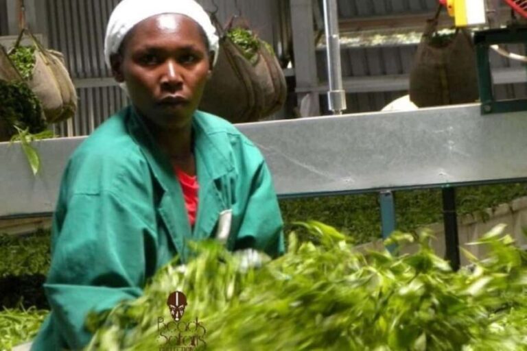 Day Tour to Kiambethu Tea Farm in Limuru - An Impressive Introduction to Kenyan Tea Culture