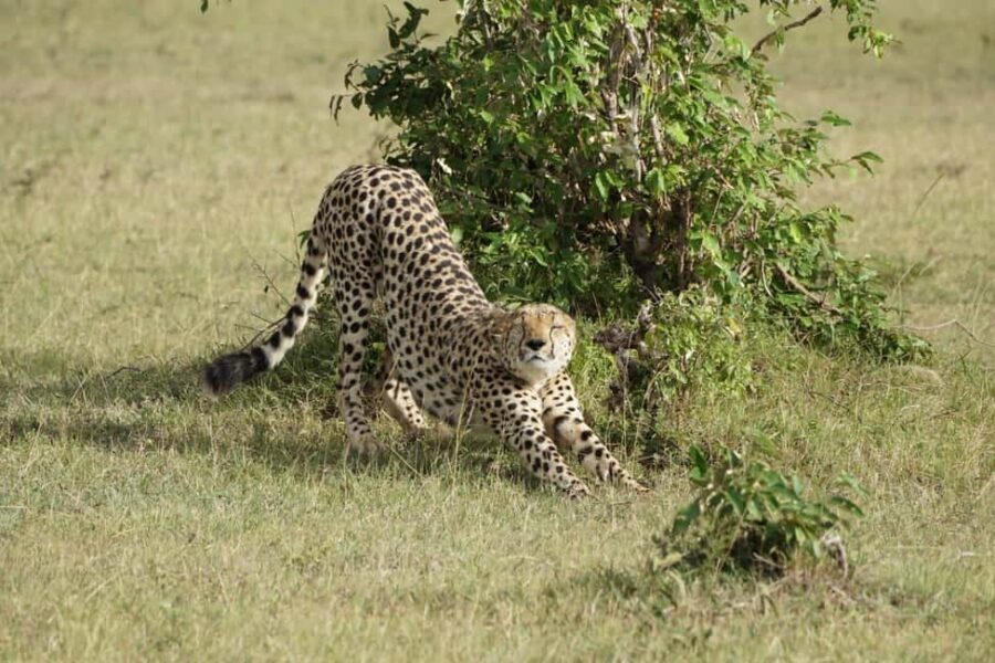 Day Tour To Maasai Mara Reserve from Nairobi - Practical Tips for the Trip