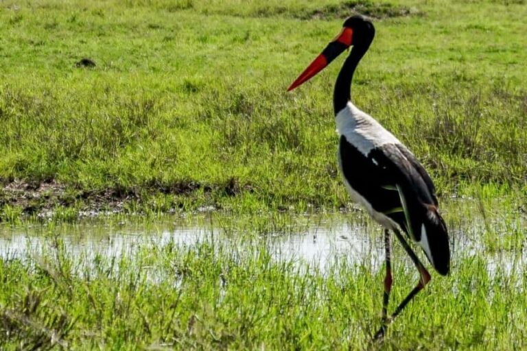Day Tour To Ol Pejeta Conservancy From Nairobi - What to Expect: The Day in Detail