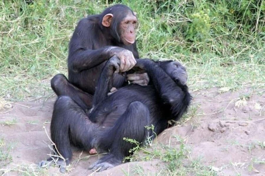 Day Tour to Ol-Pejeta Conservancy - Is the Price Worth It?