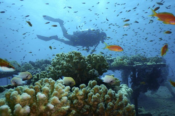 Day tour to Red sea ain EL Sokhna from Cairo - How the Experience Measures Up: Pros and Cons