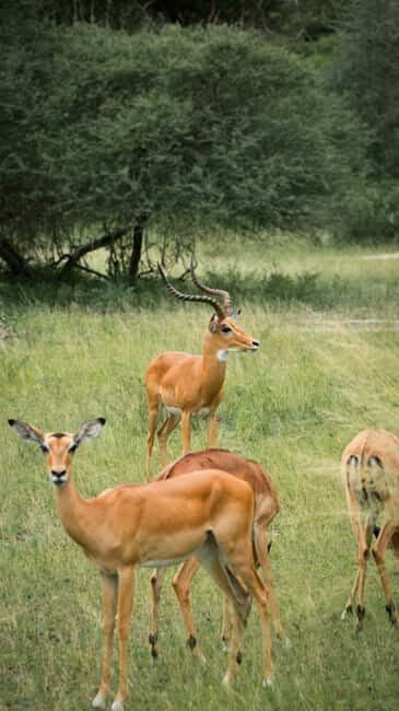 DAY TOUR TO SHIMBA HILLS NATIONAL RESERVE MOMBASA/ DIANI - Is This Tour Worth It? Analyzing the Value