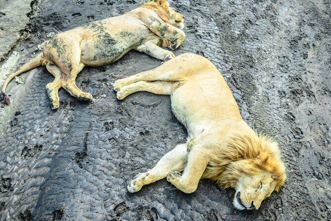 Day Tour to Tarangire National Park from Arusha - Practical Details & What to Expect