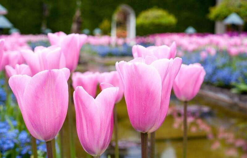 Day Trip from Vancouver to Victoria and Butchart Gardens - Transportation and Group Size