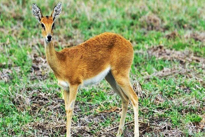 Day Trip Safari - Akagera National Park with Optional Lake Ihema Boat Safari - The Lake Ihema Optional Boat Safari