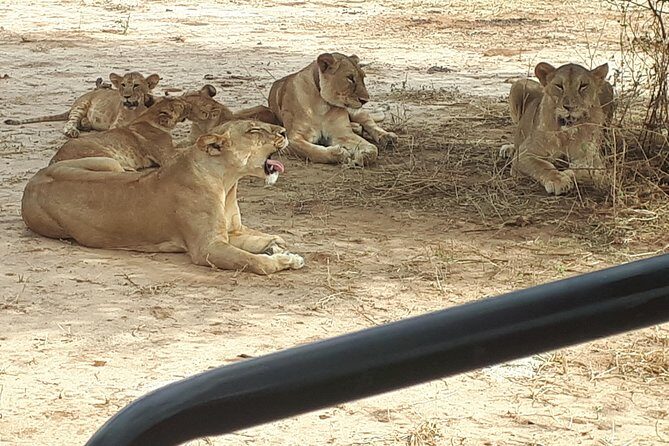 day trip tarangire - What Sets This Tour Apart?