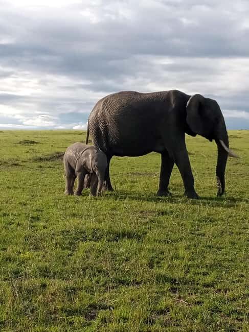 Day Trip to Amboseli National Park from Nairobi. - Transportation and Comfort