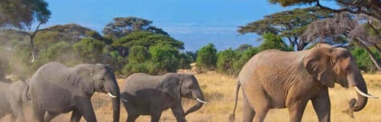 Day trip to Amboseli National park from Nairobi - Pricing and Value