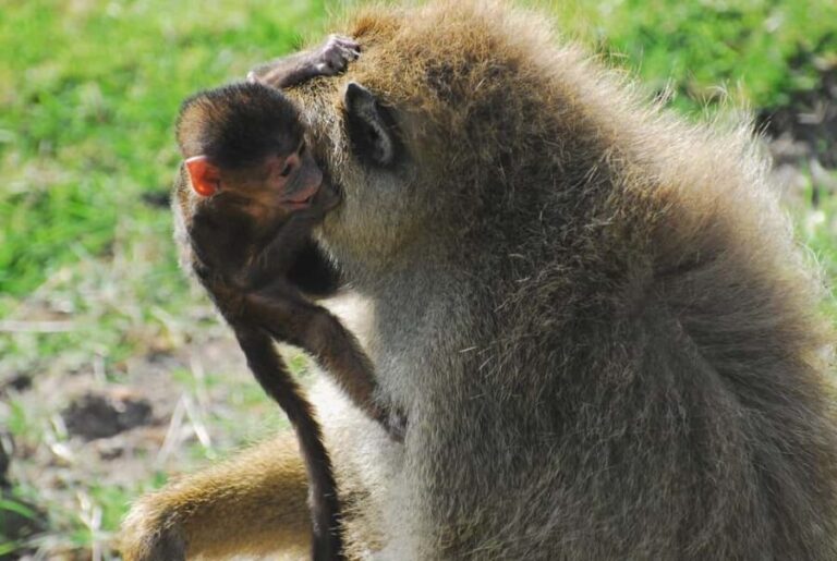 Day Trip to Amboseli National Park From Nairobi ( Private) - The Practicalities: What to Expect & Tips