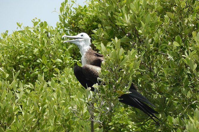 Day Trip to Isla Contoy - Why This Tour Works