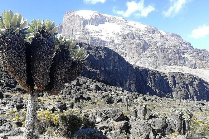 Day Trip to Kilimanjaro National Park - Who Will Love This Trip?