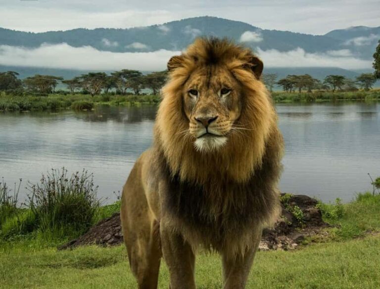 Day trip to Lake Nakuru National Park from Nairobi - Practical Details and What to Expect