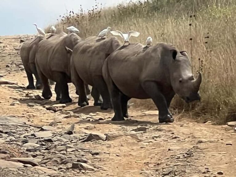 Day Trip to Lake Nakuru National Park from Nairobi - What’s Included and What to Keep in Mind