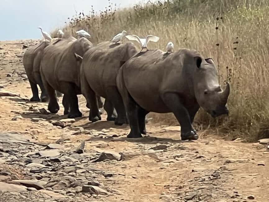 Day Trip to Lake Nakuru National Park from Nairobi - What’s Included and What to Keep in Mind
