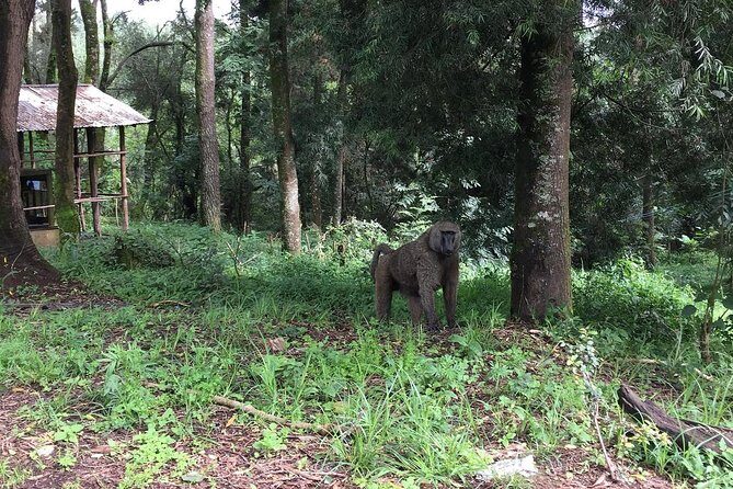 Day Trip To Menagesha Suba Forest - Who Should Consider This Tour?