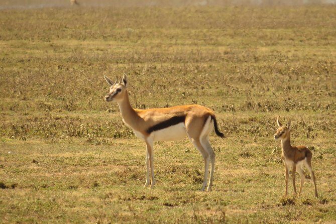 Day Trip to Ngorongoro Crater from Arusha - Why This Tour Offers Great Value