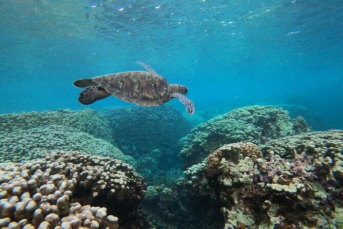Daymaniyat Islands Snorkeling Sharing Trip - The Challenges and Considerations