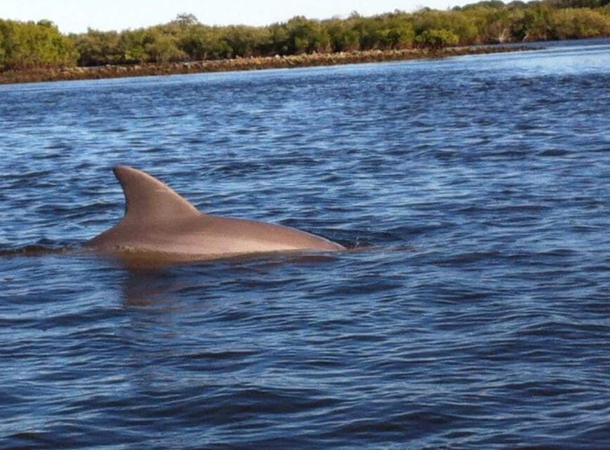 Daytona/New Smyrna Beach: Unforgettable Kayak Wildlife tours