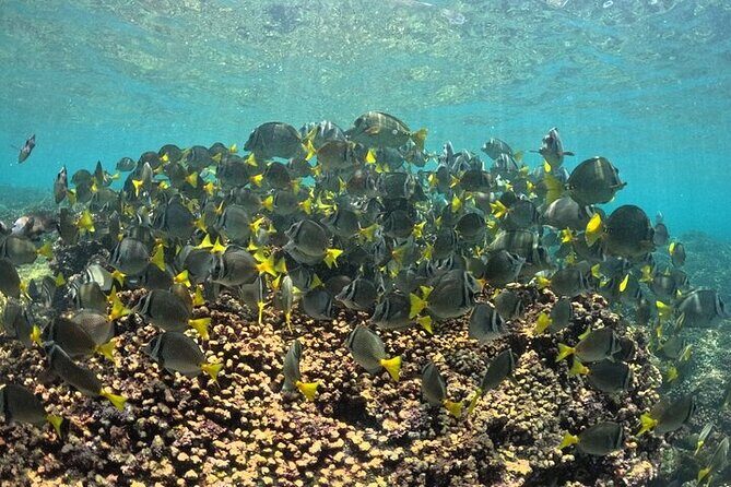 DE Huatulco Secret Reefs Snorkeling Tour DE Huatulco - What to Expect from the DE Huatulco Secret Reefs Snorkeling Tour