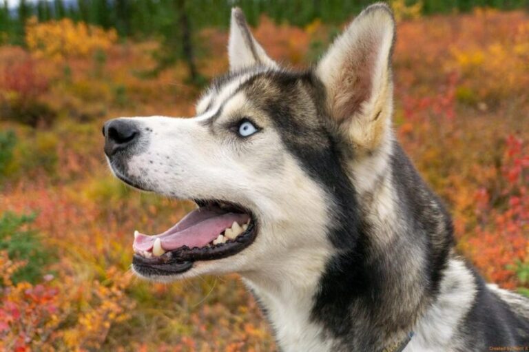 Denali: 1 Hour Tundra Walk With Free Running Sled Dogs - Who Will Enjoy This Tour?