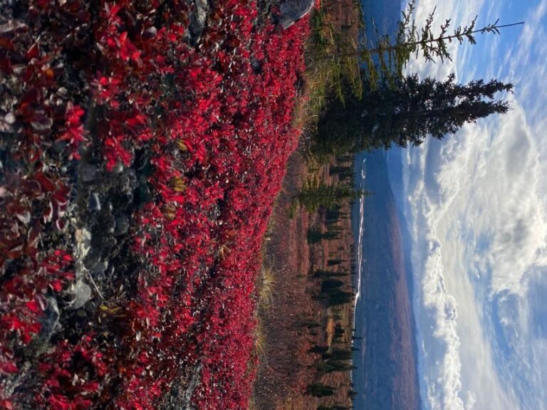 Denali: 5-Hour Guided Wilderness Hiking Tour - The Experience of a Lifetime — With Caveats