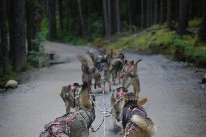 Denali Husky Kennel & Brewpub Visit Half-Day Experience - What to Expect on the Tour