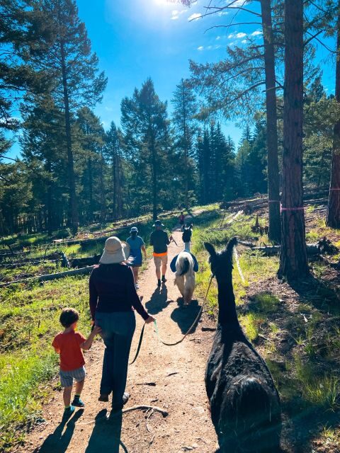 Denver: Llama Hike in the Rocky Mountains - What to Expect and How It Unfolds