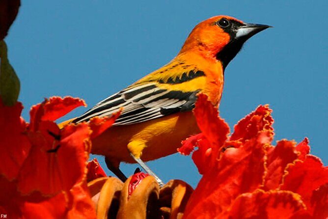 Desembocada and Ameca River Bird Paradise (Wetland and Tropical birds in PV) - Final Thoughts
