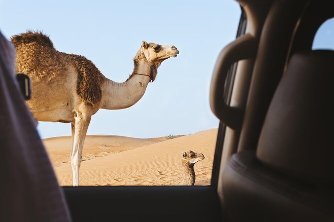 Desert Safari Morning, Afternoon, Sunrise & Sunset Options - The Experience in Detail: What Sets It Apart