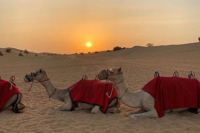 Desert Safari Red Dunes with Camel Ride, Sandboard, BBQ and Shows - Cultural Activities and Sunset BBQ