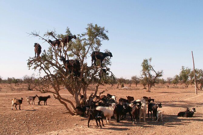 Desert Trip Merzouga Erg Chebbi 6 Days From Agadir via Marrakech - FAQ
