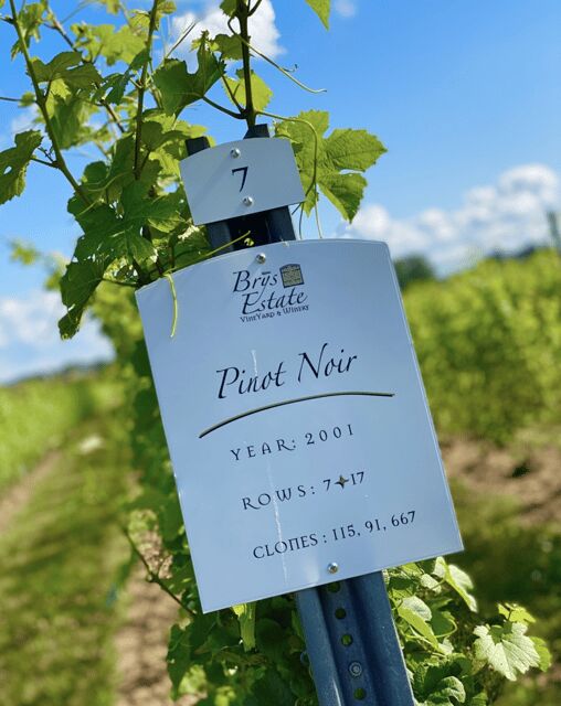 Designated Driver For Wine Tours - Traverse City - Why Choose a Designated Driver for Your Wine Tour?