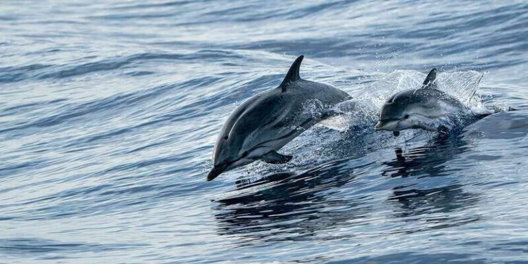 Destin: Dolphin Watching Cruise - What Makes This Tour Stand Out?