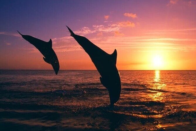 Destin Family Friendly Dolphin Watching Adventure - The Sum Up