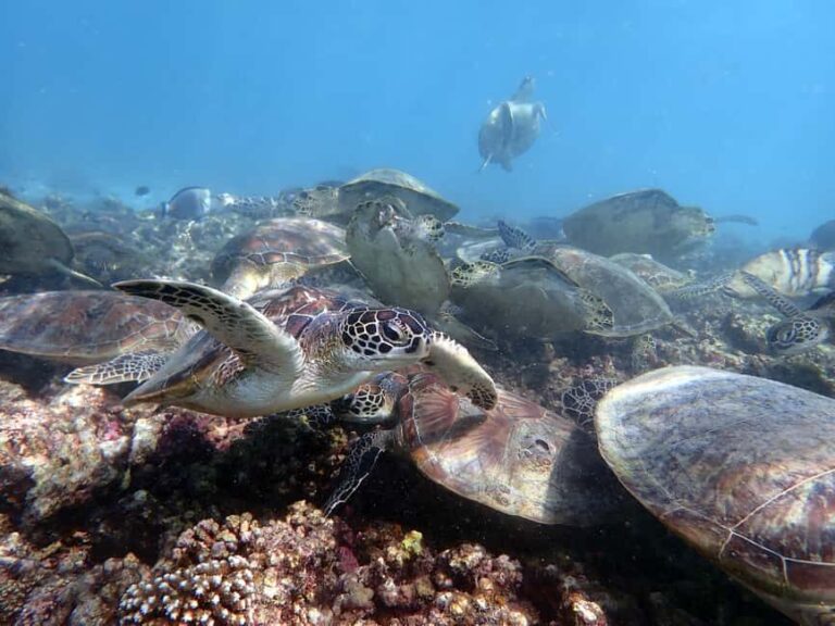 Dimaniyat Islands Scuba Diving Trip - The Bottom Line: Is This Tour Right for You?