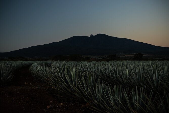 Direct Airport Transfer to Tequila Jalisco - Who Is This Transfer Best For?