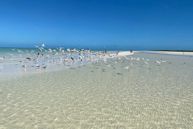 Discover Amazing Island of Holbox Punta Mosquitos, Included Transportation - Final Thoughts: Who Is This Tour Perfect For?