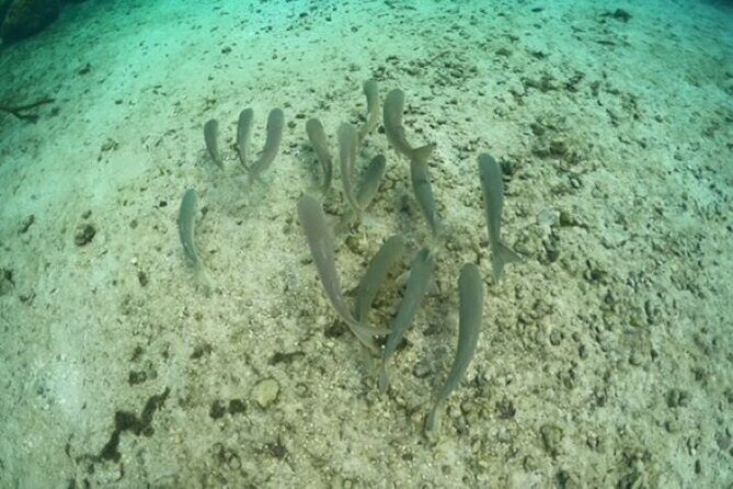 Discover Crystal River's Secrets with Private Boat Tour - Final Thoughts