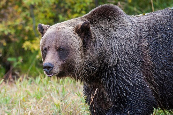 Discover Grizzly Bears from Banff - Who Will Love This Tour?