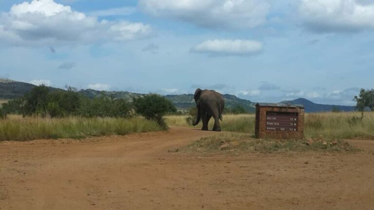Discover Nature on a Guided Safari 3hr - Authentic Encounters and Reviews
