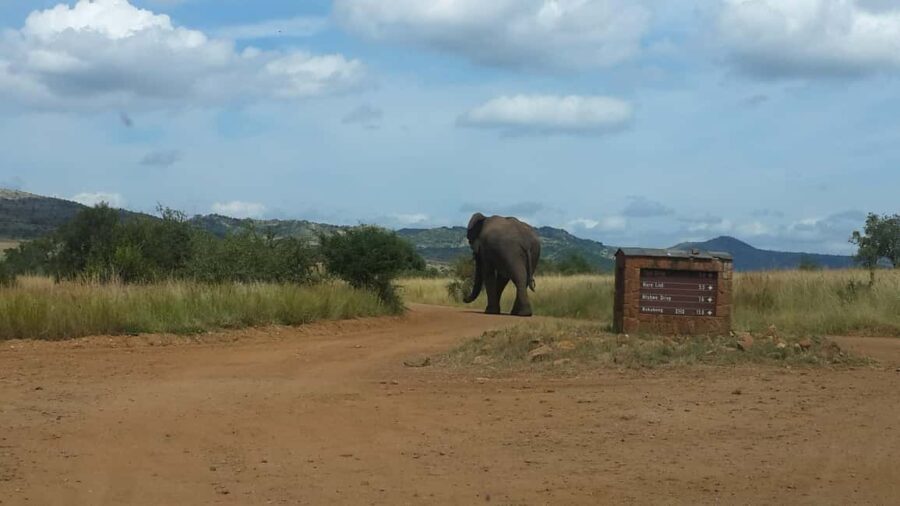 Discover Nature on a Guided Safari 3hr - Authentic Encounters and Reviews