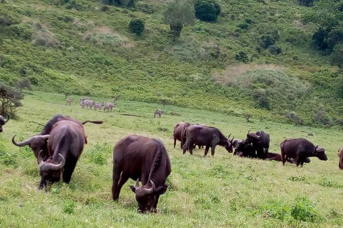 Discover Our Best 2-Day Tanzania Budget Group Lodge Safari Tour - Practical Details and What to Expect