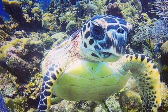 Discover Scuba Diving - Analyzing the Value