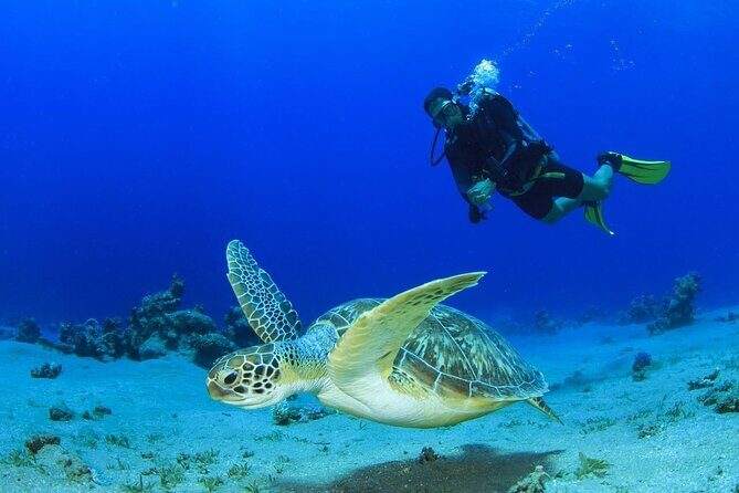 Discover Scuba Diving & Beach Club with Transportation In Riviera Maya - Final Thoughts