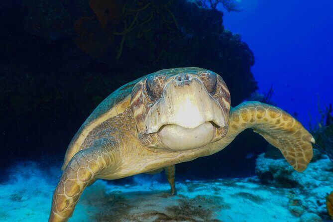 Discover Scuba Diving in Cozumel - The Guides and Equipment