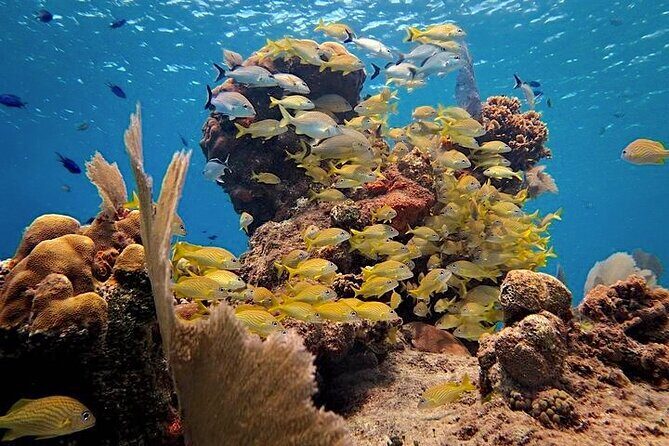 Discover Scuba Diving in Cozumel Paradise Reef - Final Thoughts