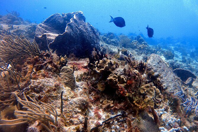 Discover Scuba Diving in Cozumel - The Itinerary: What to Expect